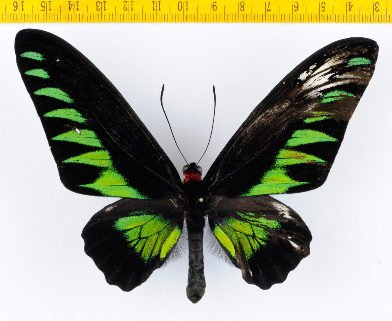 Trogonoptera brookiana albescens (gynandromorph) (Internet Image property of respective owner, non-commercial use only)
